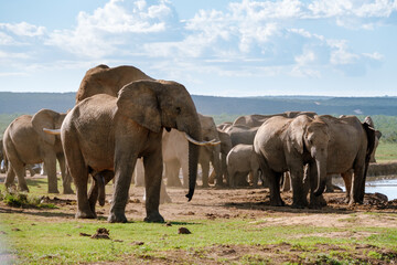 Fototapeta premium Majestic elephants roam freely in Addo Elephant Park of South Africa during a sunny day