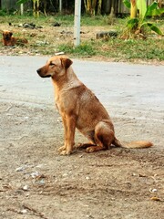 A lone brown dog sits patiently on a dirt road, looking alert and watchful