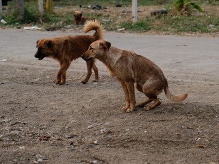 Two stray dogs walking on a dirt road in a rural or urban fringe area