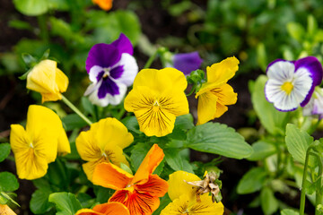 Various varieties of pansies in the summer garden. Close up