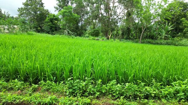 Aerial side view over a rice cultivation at S&atilde;o Tom&eacute;,Africa. A pilot project with technical support from China, aimed at the country's food security and independence.S&atilde;o Tom&eacute;,Africa