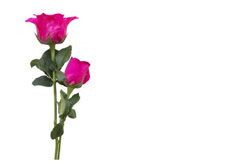 Fototapeta premium pink flowers rose in love valentine day arrangement flat lay postcard style 