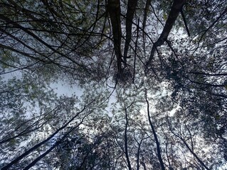 Naklejka premium Looking upward at towering forest trees with interlacing branches forming a canopy silhouette against the sky, conveying tranquility, natural growth, and immersive woodland scenery.