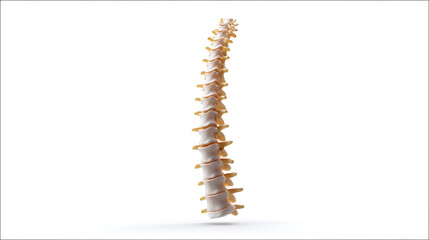Obraz premium An illustration of the human spine