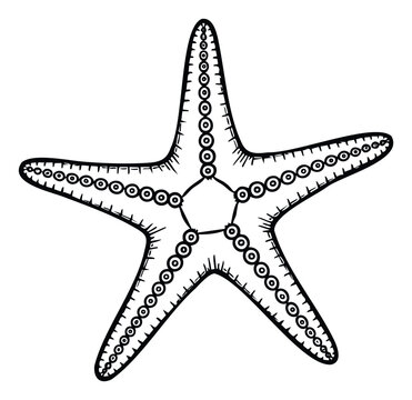A clear graphic depiction of a starfish showcasing its unique fivearm structure and rows of tube feet, perfect for educational materials, nautical themes, or decorative use in prints and