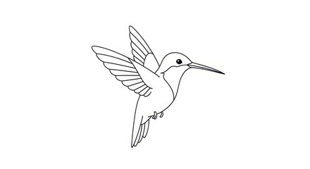 Fototapeta premium Hummingbird Line Art Illustration Flying Isolated on White Background