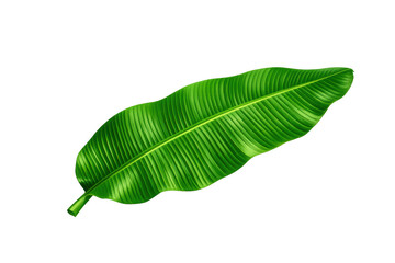 Fototapeta premium The illustration features a vibrant green banana leaf, a symbol of tropical foliage, set against a clear background