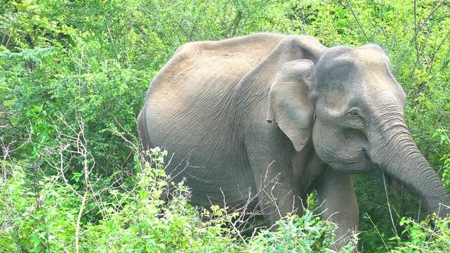 A majestic Sri Lankan elephant (Elephas maximus maximus) roaming through the grasslands of Udawalawe National Park, Sri Lanka, in its natural habitat.