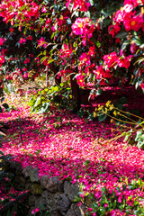 제주 동백수목원