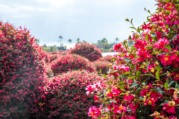 제주 동백수목원