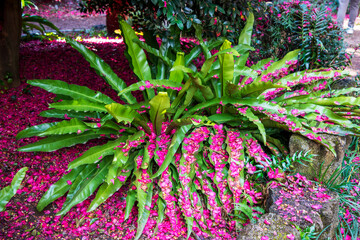 제주 동백수목원