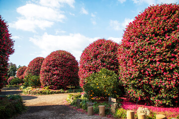 제주 동백수목원