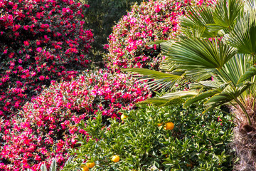제주 동백수목원