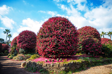 제주도 동백수목원