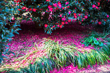 베주 동백수목원