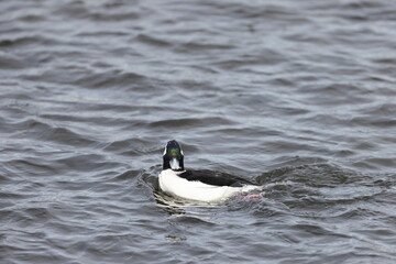 Fototapeta premium The bufflehead (Bucephala albeola) is a small sea duck of the genus Bucephala, the goldeneyes. This photo was taken in Japan.