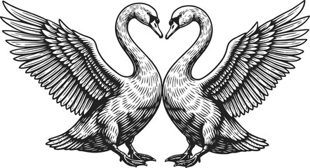 Obraz premium Two graceful swans facing each other with wings fully spread in detailed line art illustration
