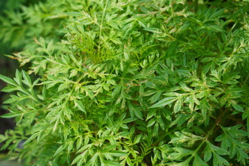 Lush Green Fern Leaves Detailed Close Up Macro Shot.