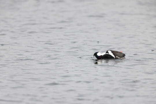 The bufflehead (Bucephala albeola) is a small sea duck of the genus Bucephala, the goldeneyes. This photo was taken in Japan.