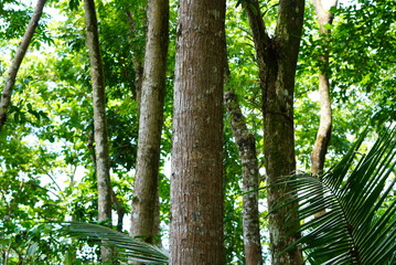 Fototapeta premium Lush Green Tropical Rainforest Canopy with Tall Trees and Dense Foliage.