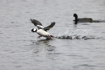 The bufflehead (Bucephala albeola) is a small sea duck of the genus Bucephala, the goldeneyes. This photo was taken in Japan.