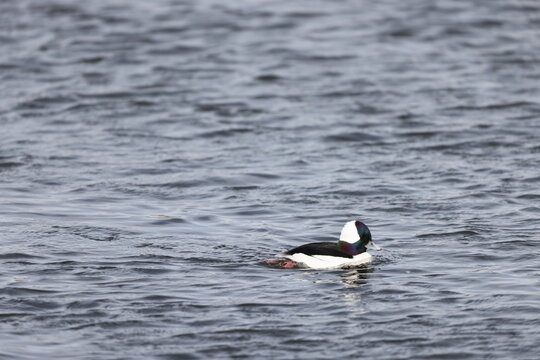The bufflehead (Bucephala albeola) is a small sea duck of the genus Bucephala, the goldeneyes. This photo was taken in Japan.