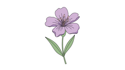 Fototapeta premium Beautiful illustration of a purple flower with five petals and green leaves, rendered in a clean and colorful hand-drawn style on white.