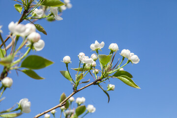 Fototapeta premium Branch with white flowers is in the foreground of a blue sky
