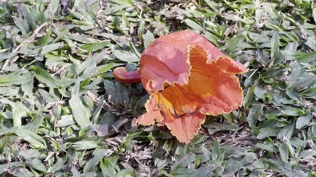 Flame tree flowers, orange flowers, flowers on the lawn.,african tulip tree