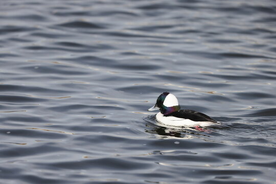 The bufflehead (Bucephala albeola) is a small sea duck of the genus Bucephala, the goldeneyes. This photo was taken in Japan.