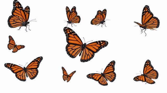 Monarch Butterflies Animated Isolated on White Background for Ecology and Conservation