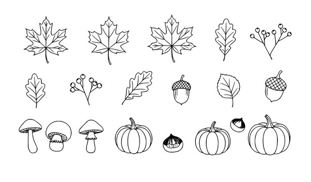 Autumn leaves and berries line art vector set with hand drawn doodle elements on white