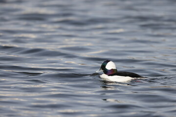 The bufflehead (Bucephala albeola) is a small sea duck of the genus Bucephala, the goldeneyes. This photo was taken in Japan.