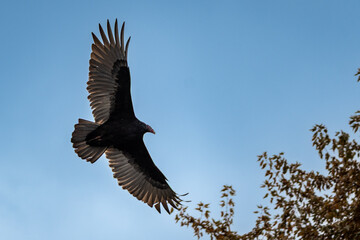 Obraz premium A majestic turkey vulture is captured in a striking profile while soaring against a clear blue sky, showcasing its broad, two-toned wings and featherless red head