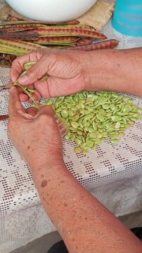 Hands shelling and selecting green guaje seeds (Leucaena leucocephala).