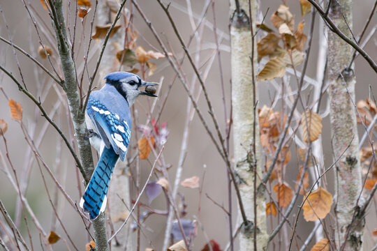 A blue jay holding a large acorn while perching on a birch tree branch in an autumn forest