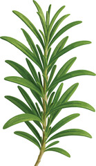 Obraz premium Branch of fresh green rosemary herb on white background