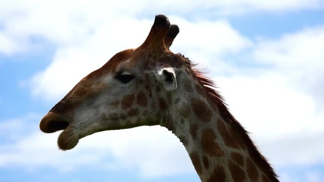 Gros plan d&rsquo;une girafe en train de manger
