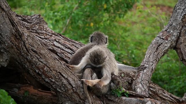 Famille de singes grivets sur un arbre - Chlorocebus aethiops