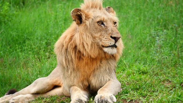 Jeune lion allong&eacute; dans la brousse