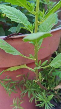Panning shot of a fresh green epazote plant (Dysphania ambrosioides) in a pot.