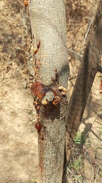 Close up of dark amber resin oozing from the bark of a guaje tree.