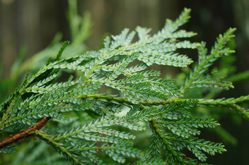 アスナロ (ヒバ) の葉の裏側