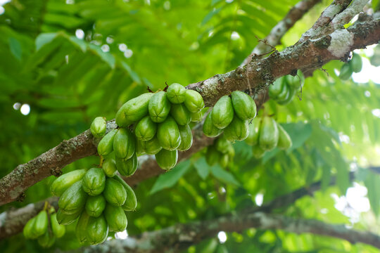 Bilimbi Fruits Growing On Tree Branches