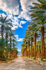 Plantation of date palms. Countryside road as background. Date palm is iconic ancient plant, famous food crop,  presently used in sustainable agriculture industry in Middle East. No AI tools were used