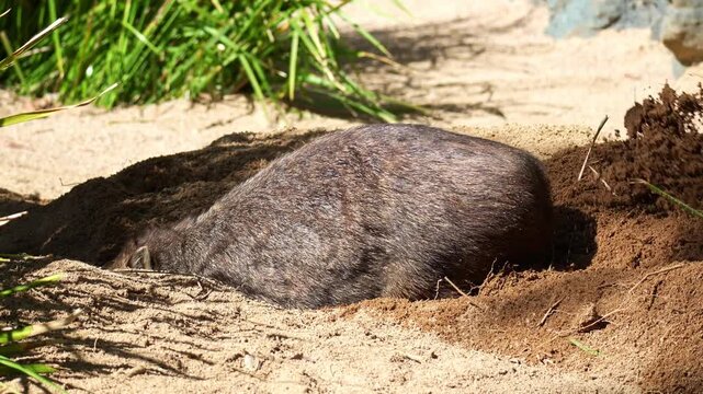 Close up shot of a wombat actively digging a burrow in the sandy ground with its powerful forepaws and kicking loose dirt behind with the hind legs under the sun.