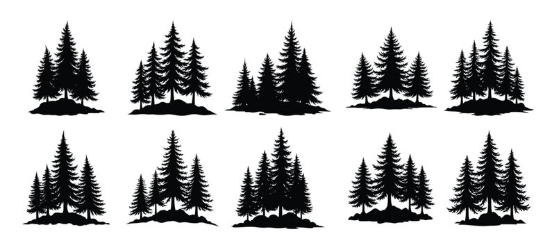 Black silhouette pine trees on white background conifer