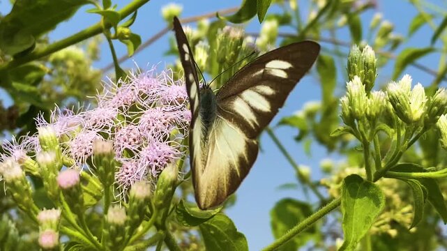 Eastern striped albatross butterfly feeding on purple siam weed blooms Bangladesh, white wings with dark veins.