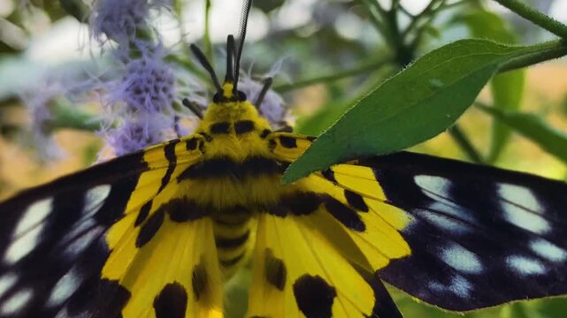 False tiger moth resting on purple siam weed blooms Bangladesh, yellow and black wings shining in tropical foliage.