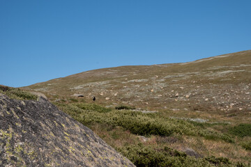 Crow in Kosciuszko National Park